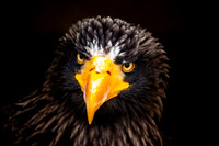 African Fish Eagle