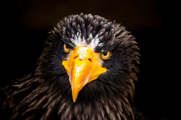 African Fish Eagle