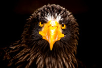 African Fish Eagle