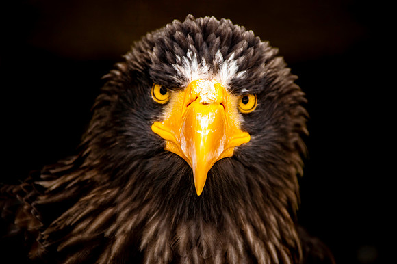 African Fish Eagle