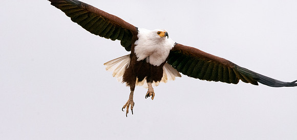African Fish Eagle