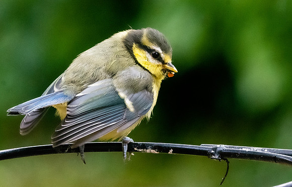 Blue tit