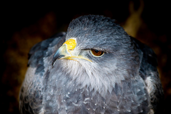 Black chested buzzard eagle