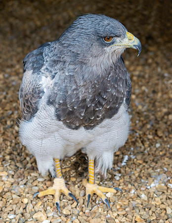 Black chested buzzard eagle