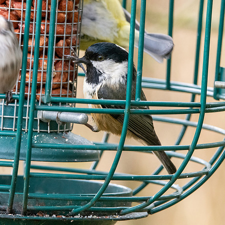 Coal tit