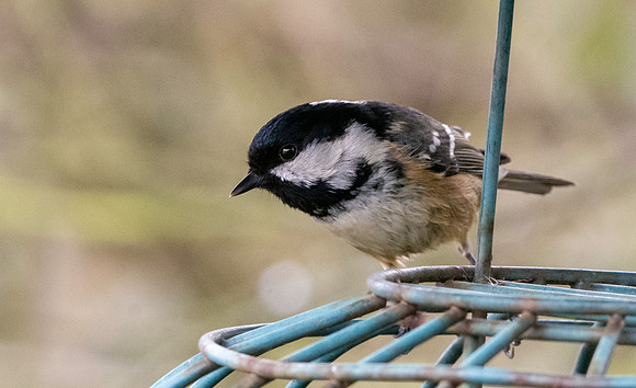 Coal tit