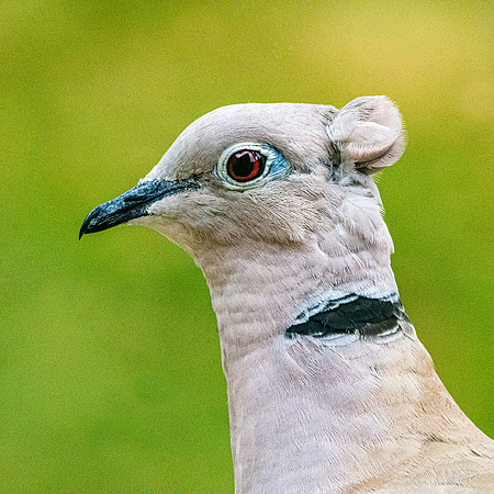 Collared dove