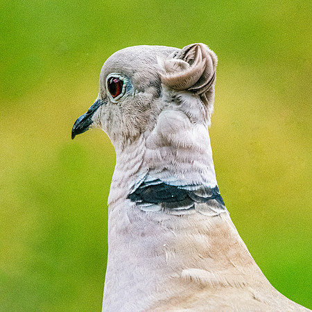 Collared dove