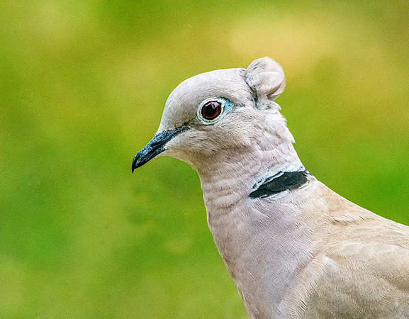 Collared dove