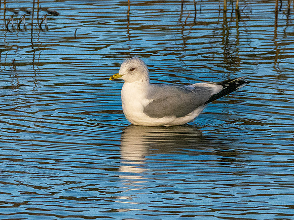 Common gull