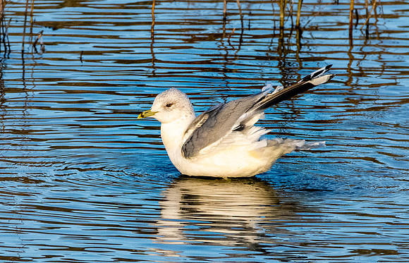 Common gull