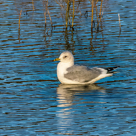 Common gull