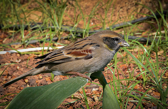 Dead Sea Sparrow, male