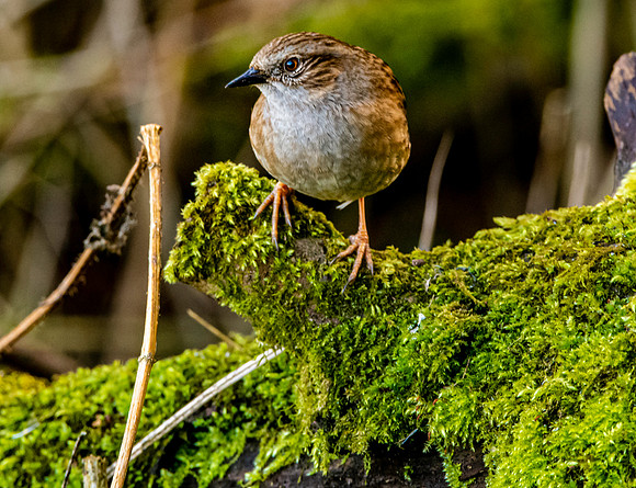 Dunnock / Hedge sparrow