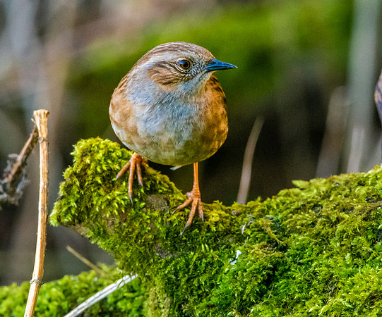 Dunnock / Hedge sparrow