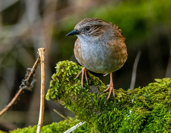 Dunnock / Hedge sparrow