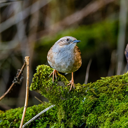 Dunnock / Hedge sparrow