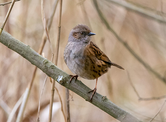 Dunnock / Hedge sparrow