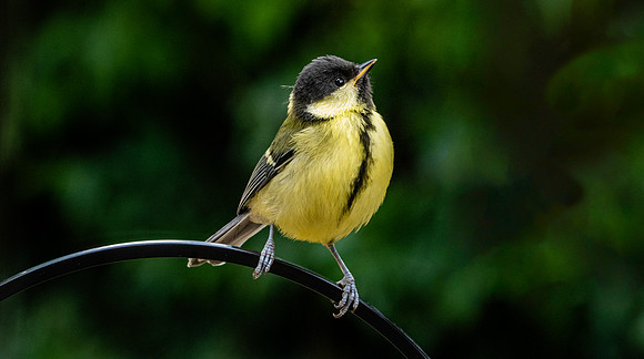 Great tit