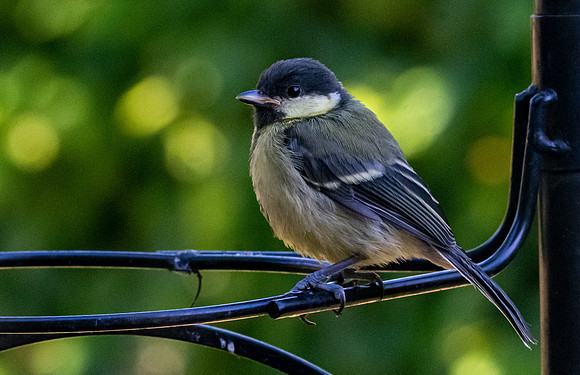 Great tit