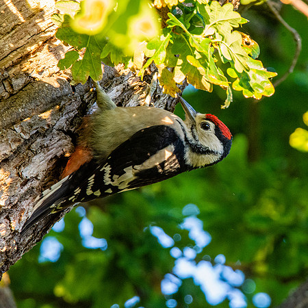 Great spotted woodpecker