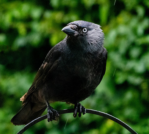 Jackdaw
