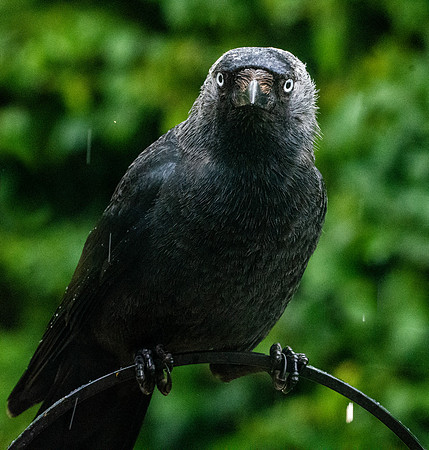 Jackdaw