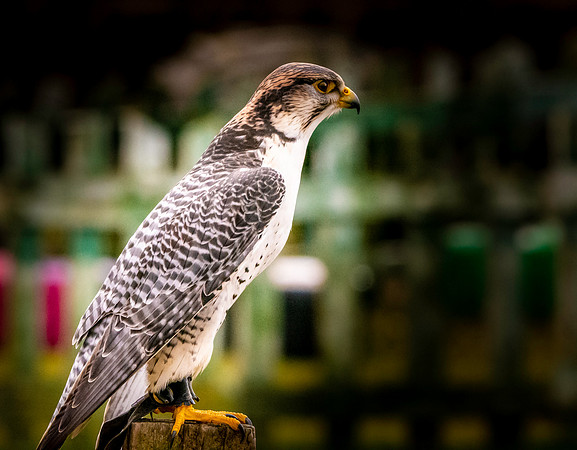 Lanner/gyr falcon