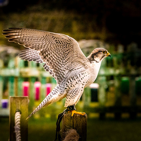 Lanner/gyr falcon