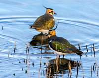 Northern Lapwing