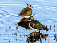 Northern Lapwing