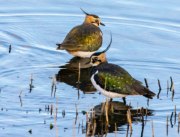 Northern Lapwing