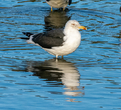 Lesser black backed gull