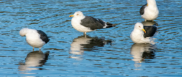 Lesser black backed gull
