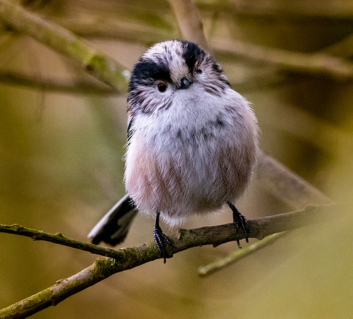 Long tailed tit