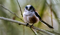 Long tailed tit