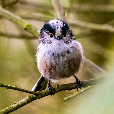 Long tailed tit