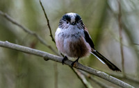 Long tailed tit
