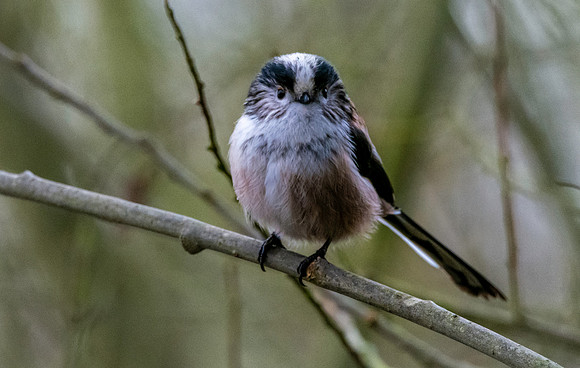Long tailed tit