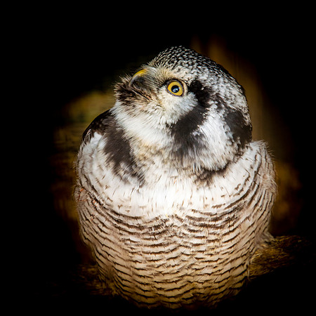 Northern hawk owl
