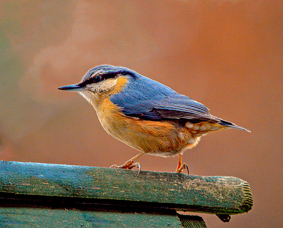Nuthatch