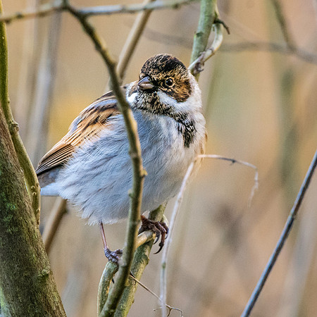 Reed bunting, male