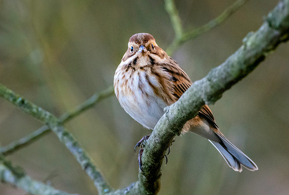 Reed bunting, female