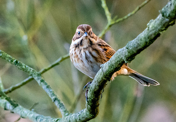 Reed bunting, female