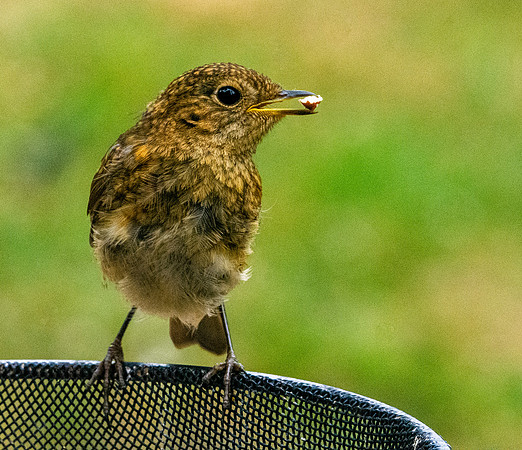 European robin, juvenile
