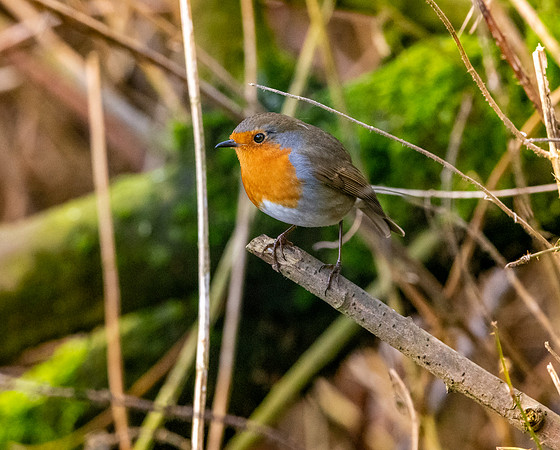 European robin