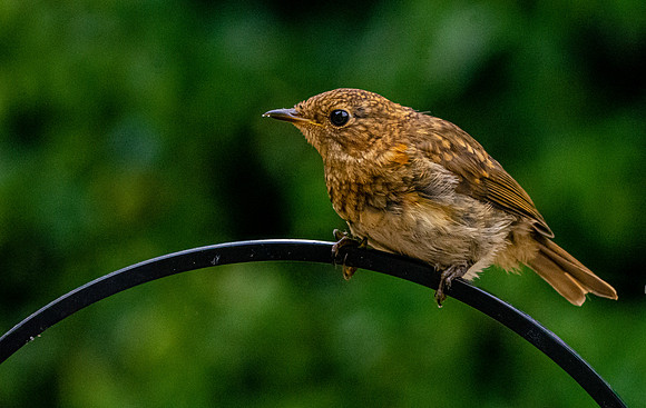 European robin, juvenile