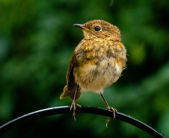 European robin, juvenile