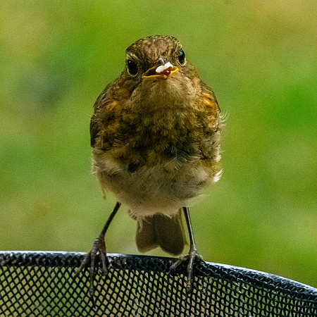 European robin, juvenile