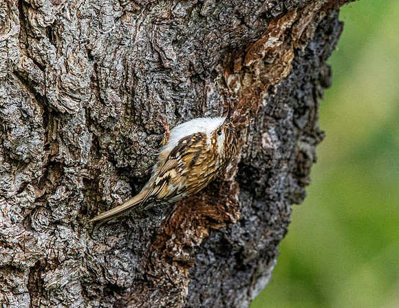Common treecreeper